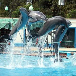 Delphine im Zoologischen Garten