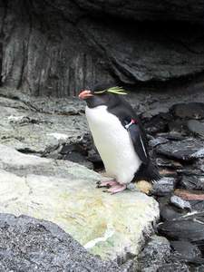 Pinguin im Ozearium