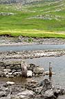 Ufer des Loch Assynth (beim Ardvreck Castle)
