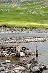 Ufer des Loch Assynth (beim Ardvreck Castle)