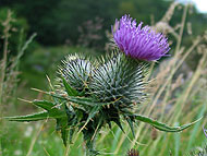 Die Distel - das Wahrzeichen von Schottland