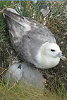 Mövennest mit Jungvogel